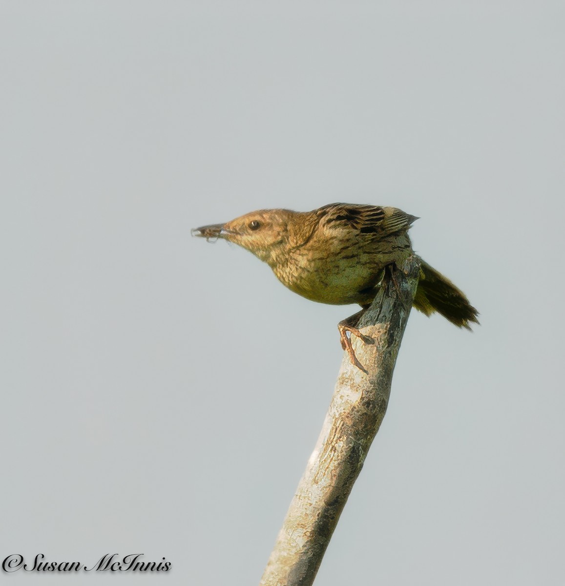 Lanceolated Warbler - Susan Mac