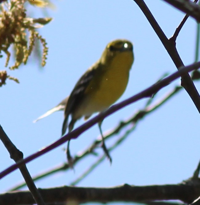 Yellow-throated Vireo - Karen Lucas