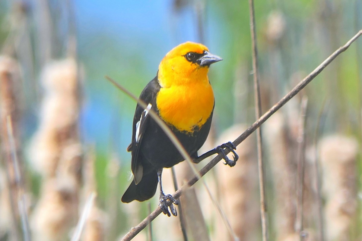 Yellow-headed Blackbird - ML618097093