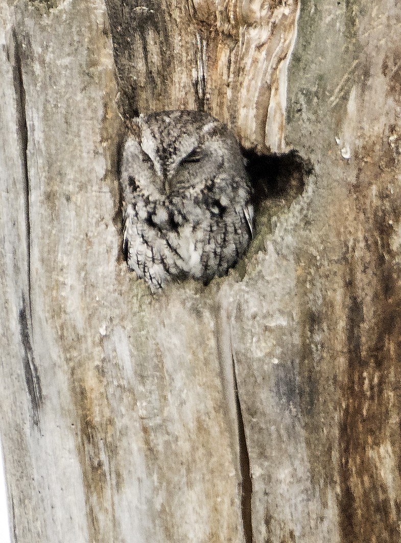 Eastern Screech-Owl - Ken  Czworka