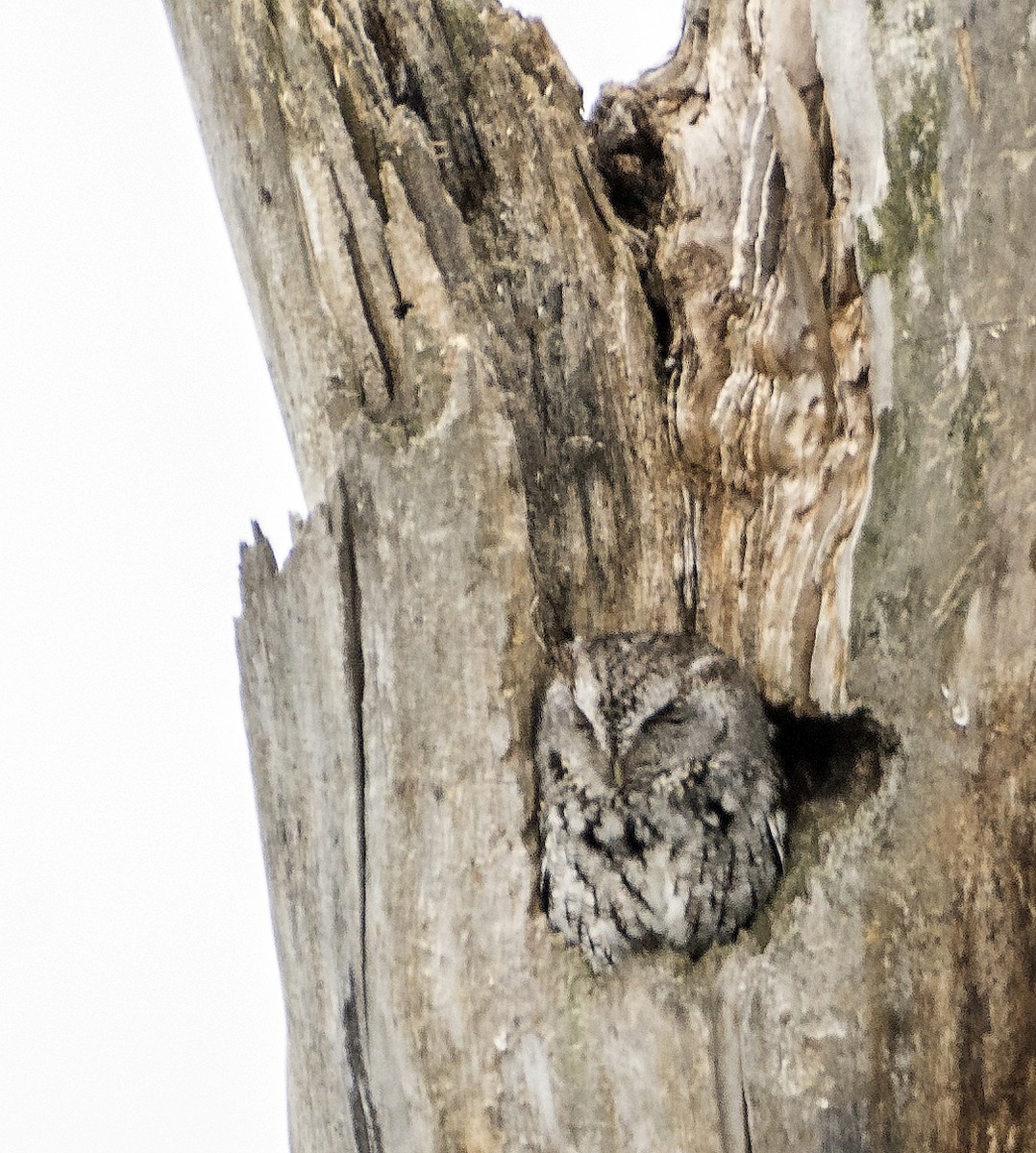 Eastern Screech-Owl - ML618097097