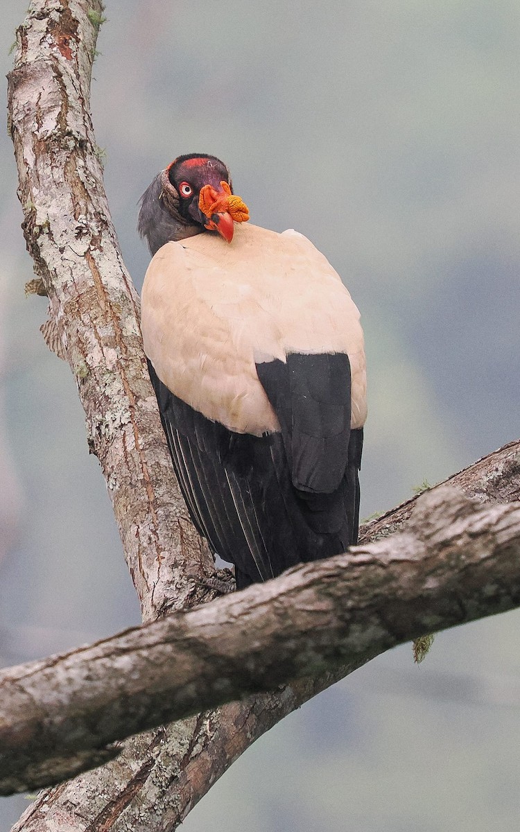 King Vulture - German Aguilar Vega