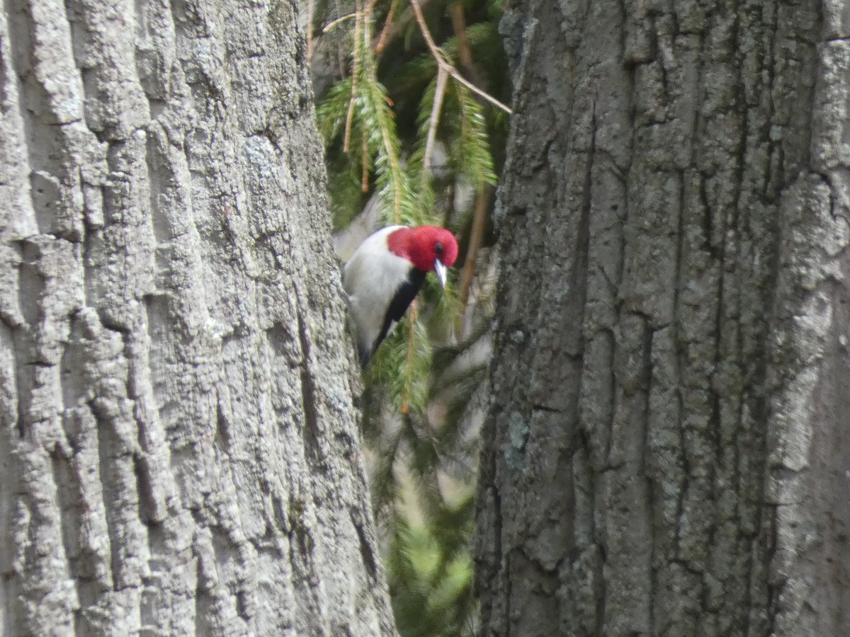 Red-headed Woodpecker - ML618097140