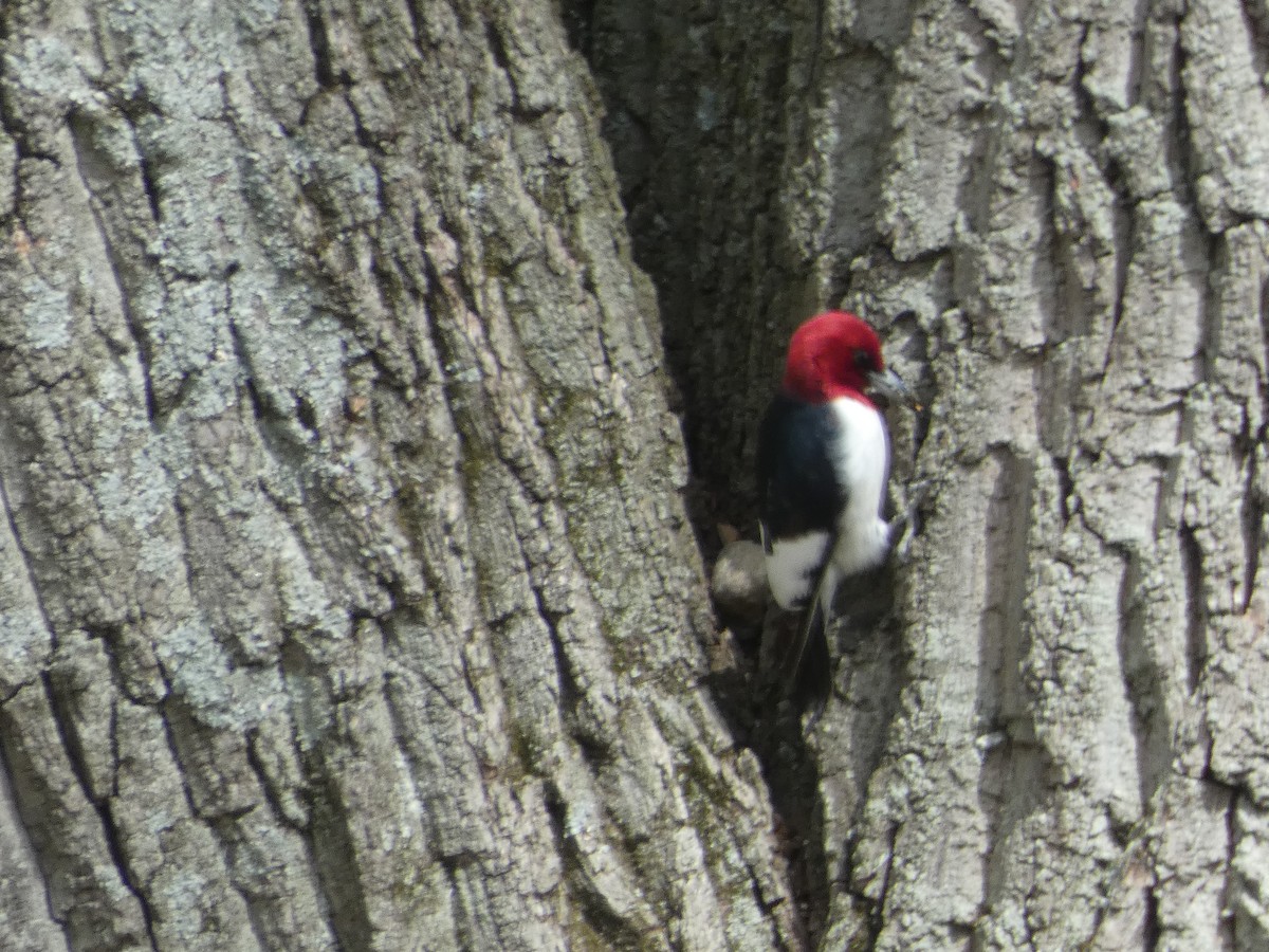 Red-headed Woodpecker - ML618097141