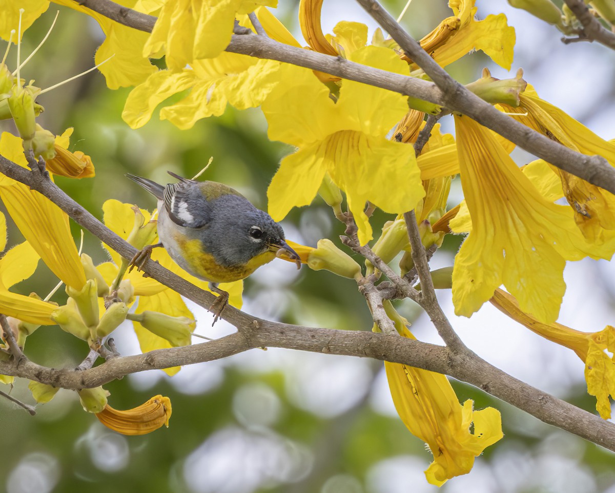 Northern Parula - barbara taylor