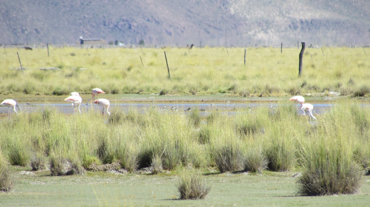 Chilean Flamingo - ML618097149