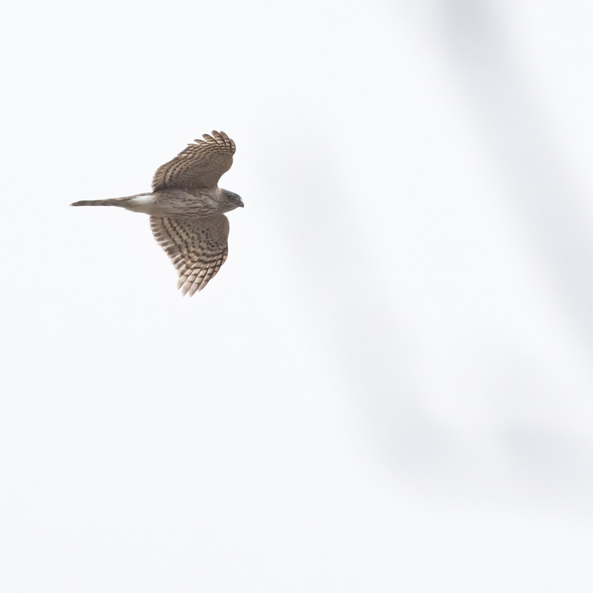 Sharp-shinned Hawk - Christine Pelletier et (Claude St-Pierre , photos)