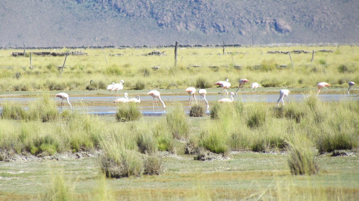 Chilean Flamingo - ML618097195