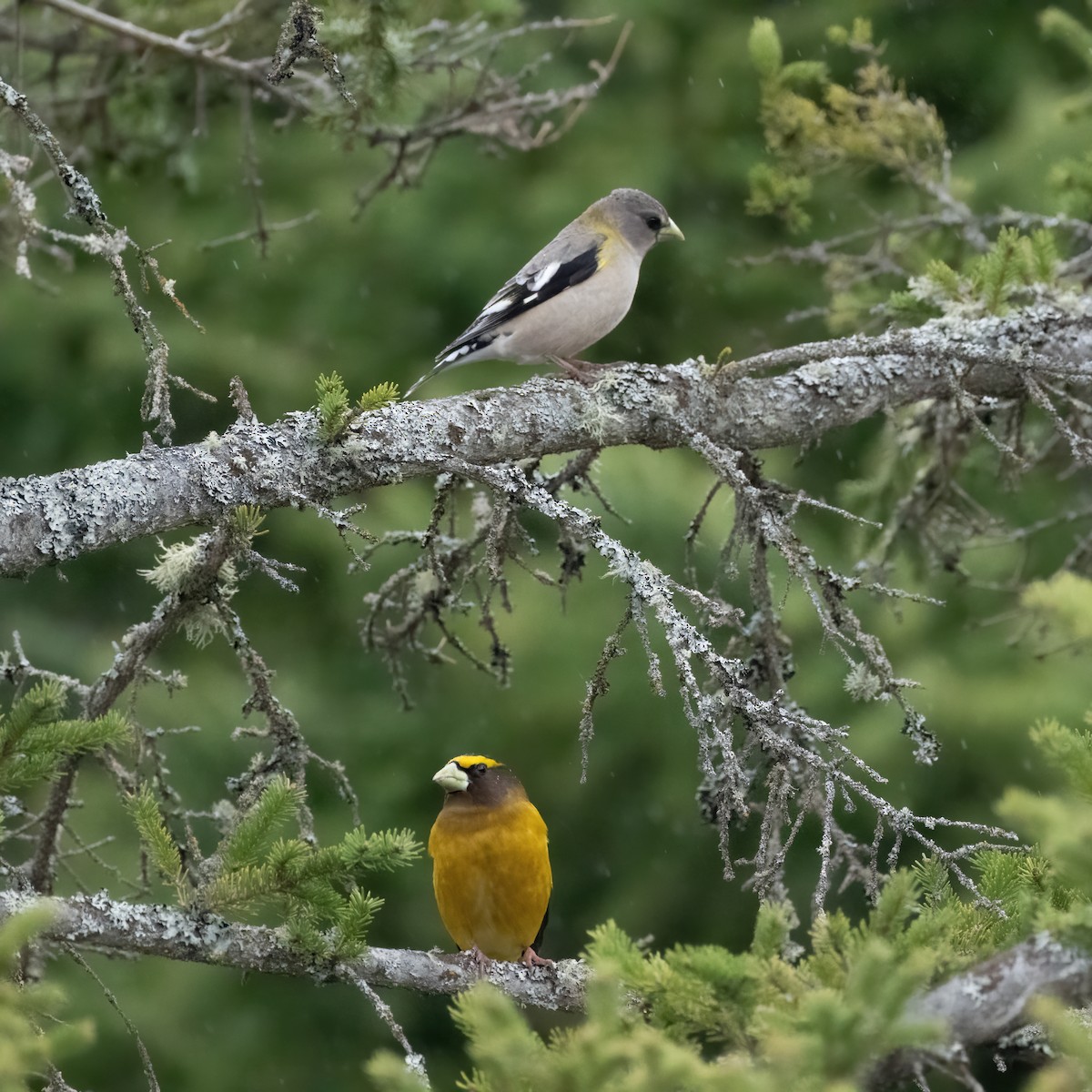 Evening Grosbeak - Christine Pelletier et (Claude St-Pierre , photos)