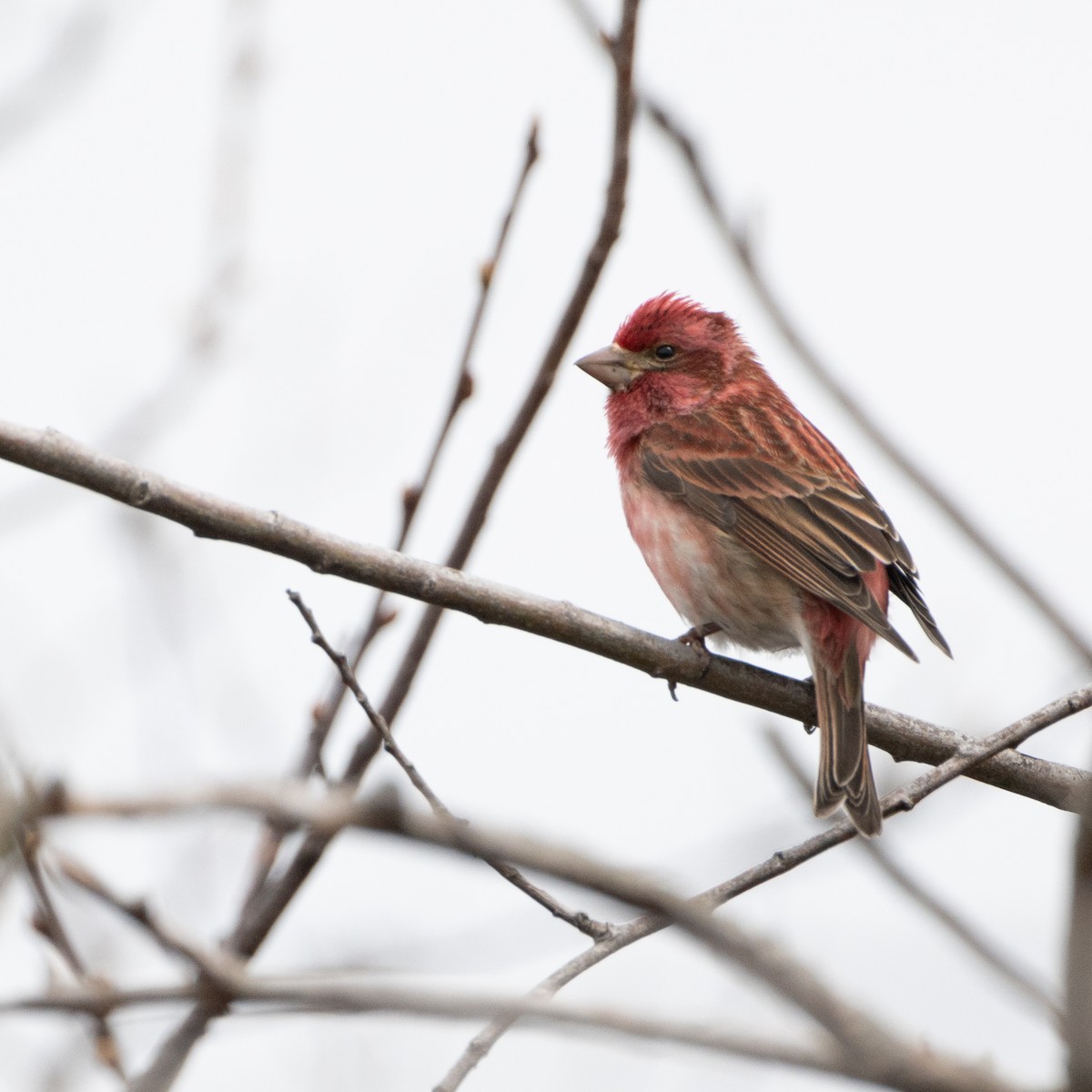 Purple Finch - Christine Pelletier et (Claude St-Pierre , photos)