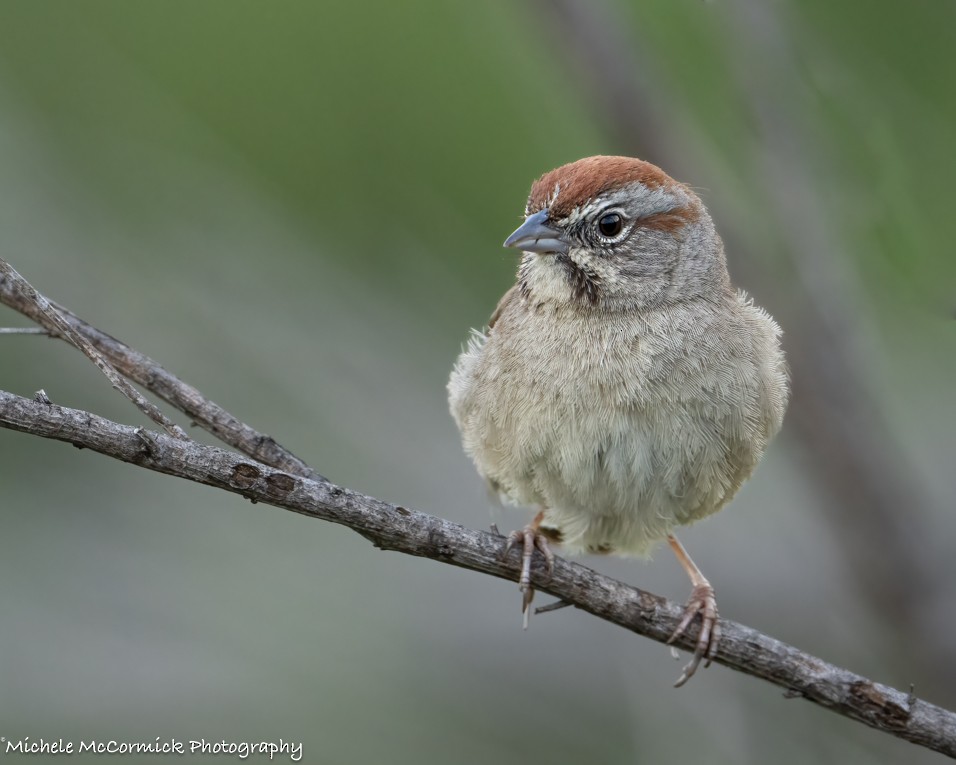 Rufous-crowned Sparrow - Michele McCormick