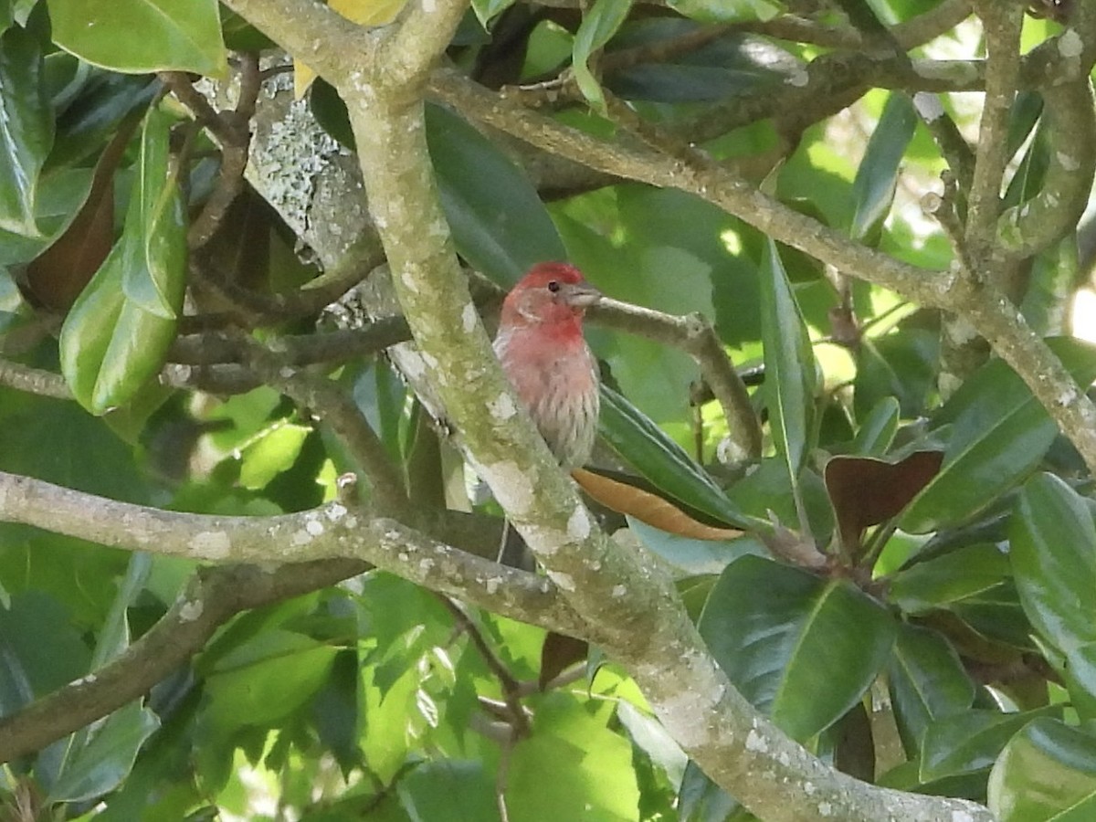 House Finch - ML618097282