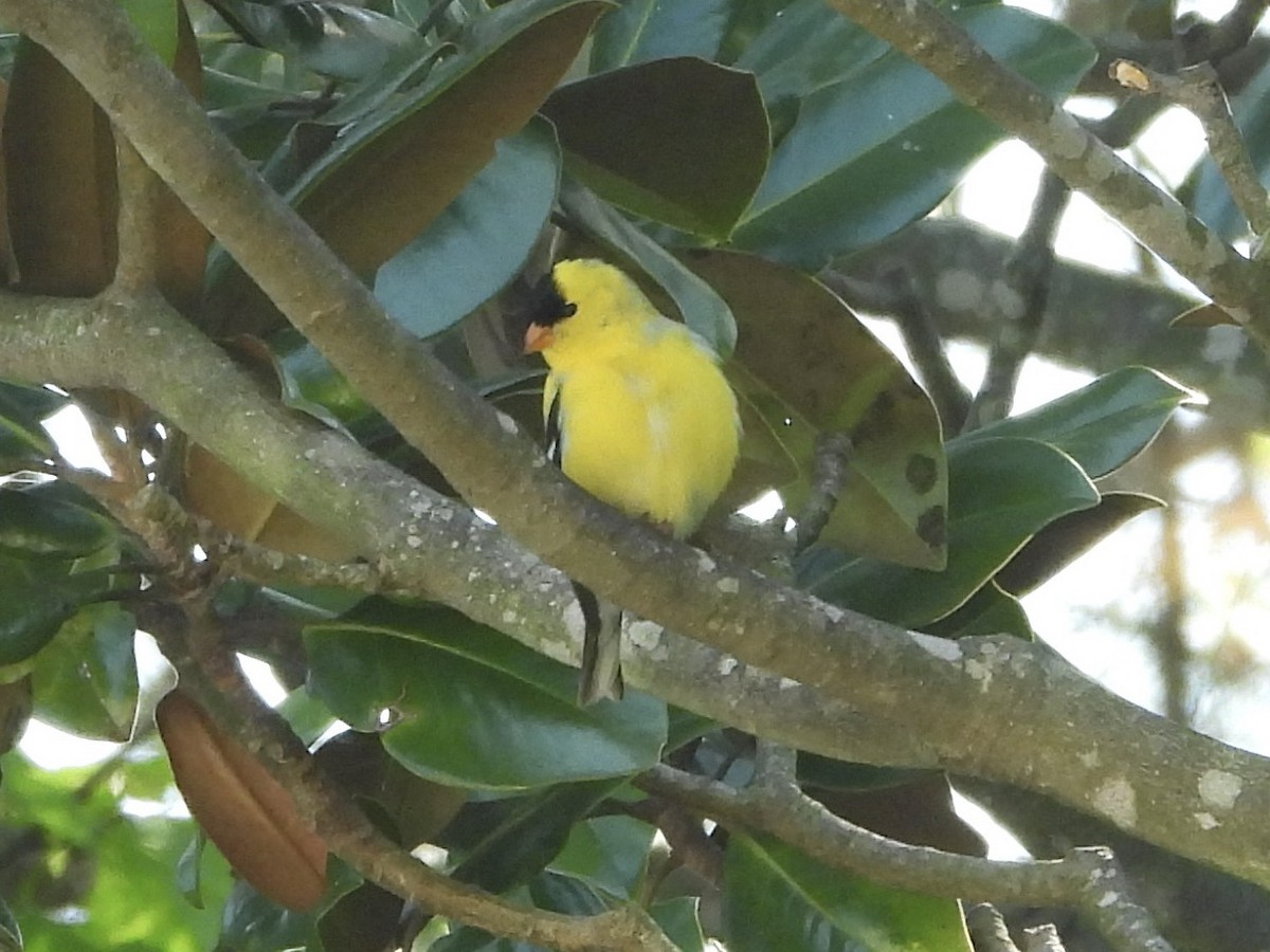 Chardonneret jaune - ML618097289