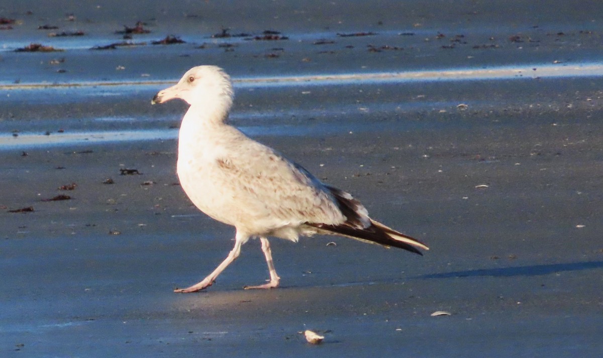 Gaviota Argéntea - ML618097318