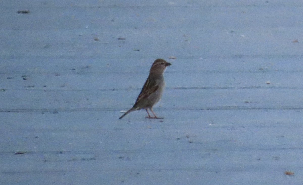 House Sparrow - Tammy Elizabeth