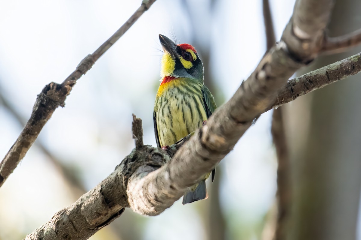 Coppersmith Barbet - ML618097342