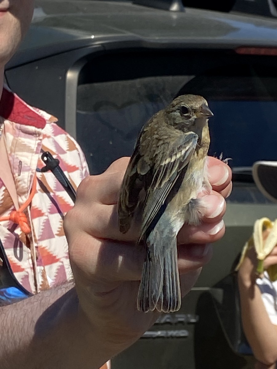 Lazuli Bunting - ML618097349