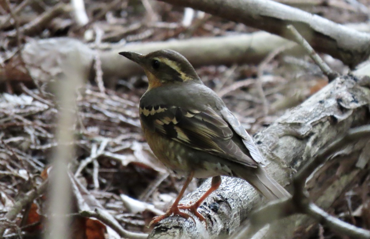 Varied Thrush - Linda Swanson