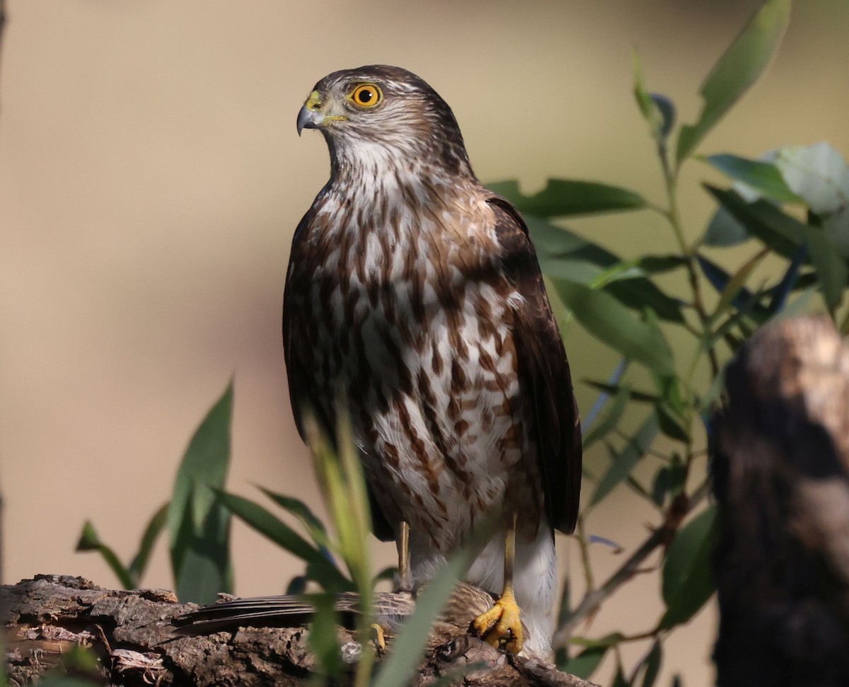 Sharp-shinned Hawk - ML618097392