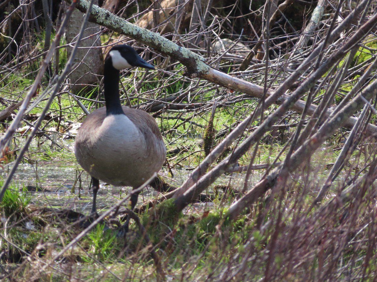 Canada Goose - ML618097406