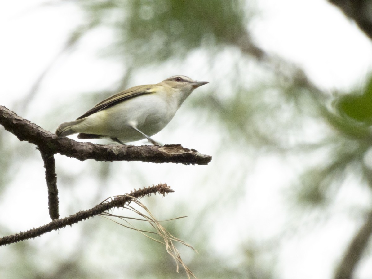 Red-eyed Vireo - ML618097408