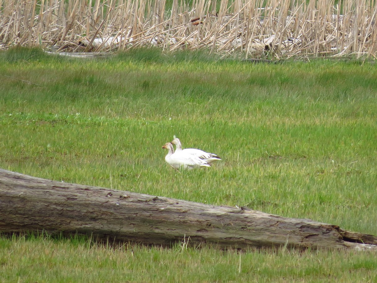 Snow Goose - ML618097426