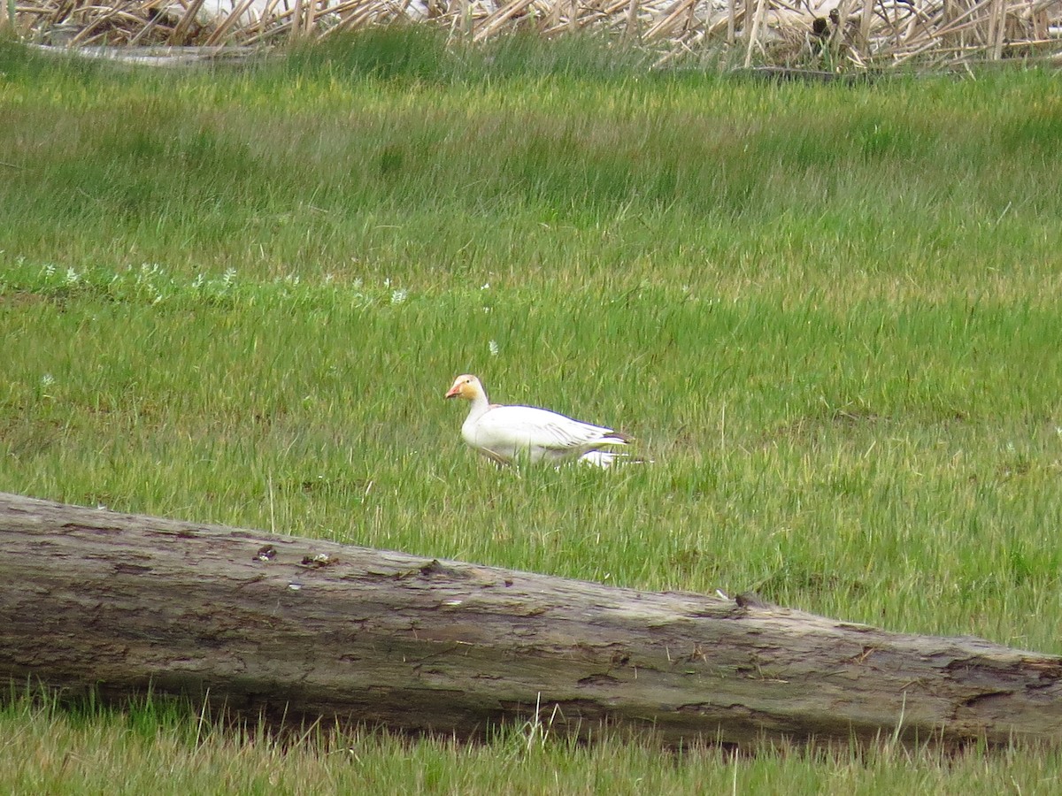 Snow Goose - ML618097428