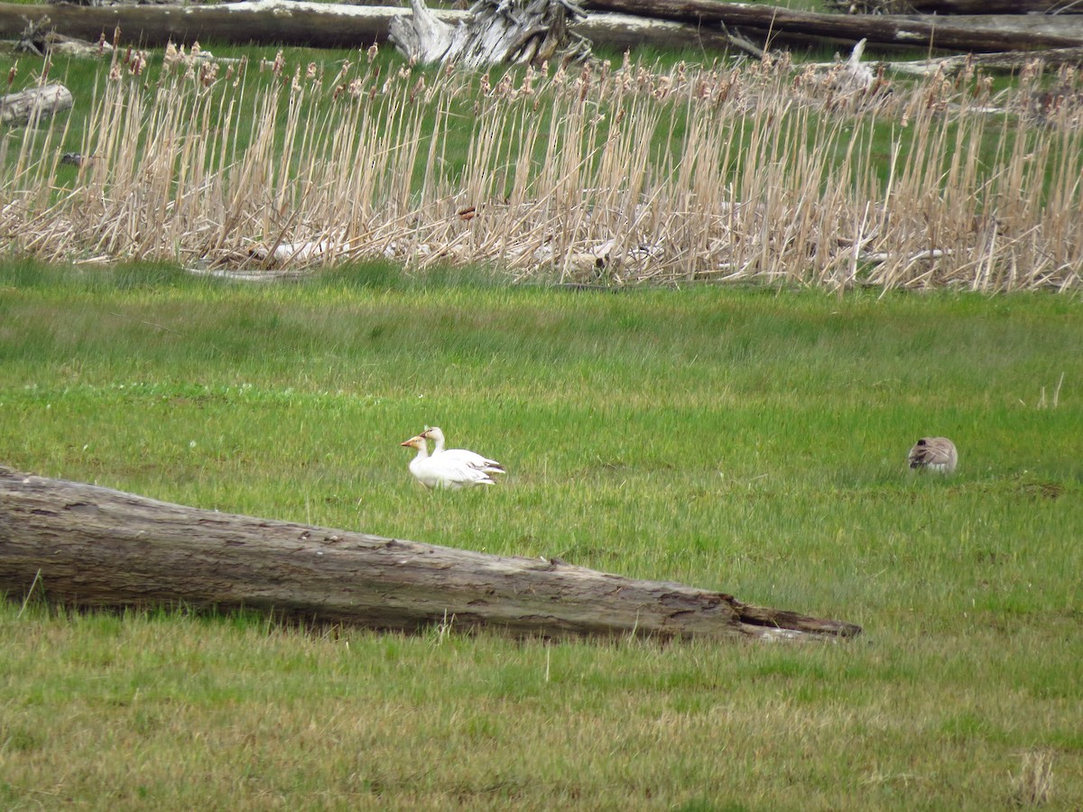 Snow Goose - ML618097429