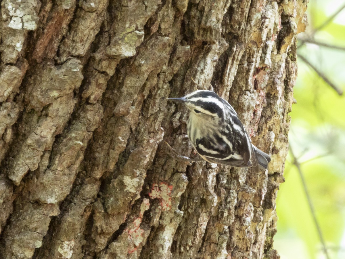 Black-and-white Warbler - ML618097433