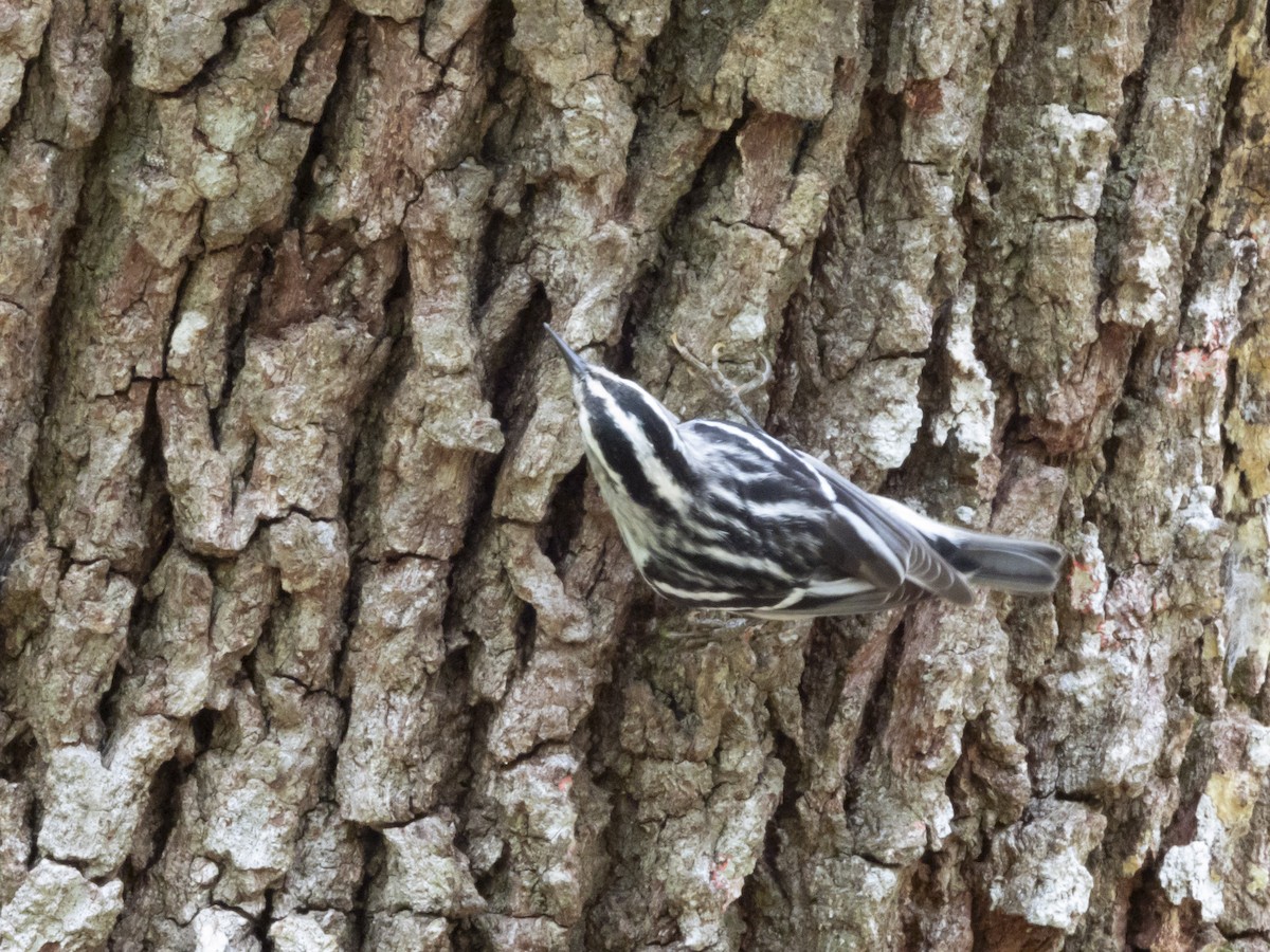 Black-and-white Warbler - ML618097435