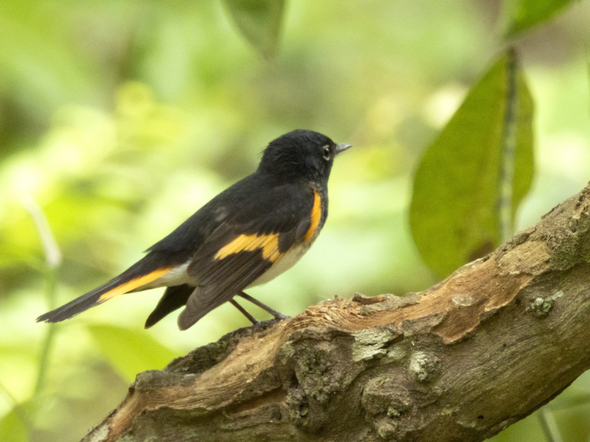 American Redstart - ML618097449