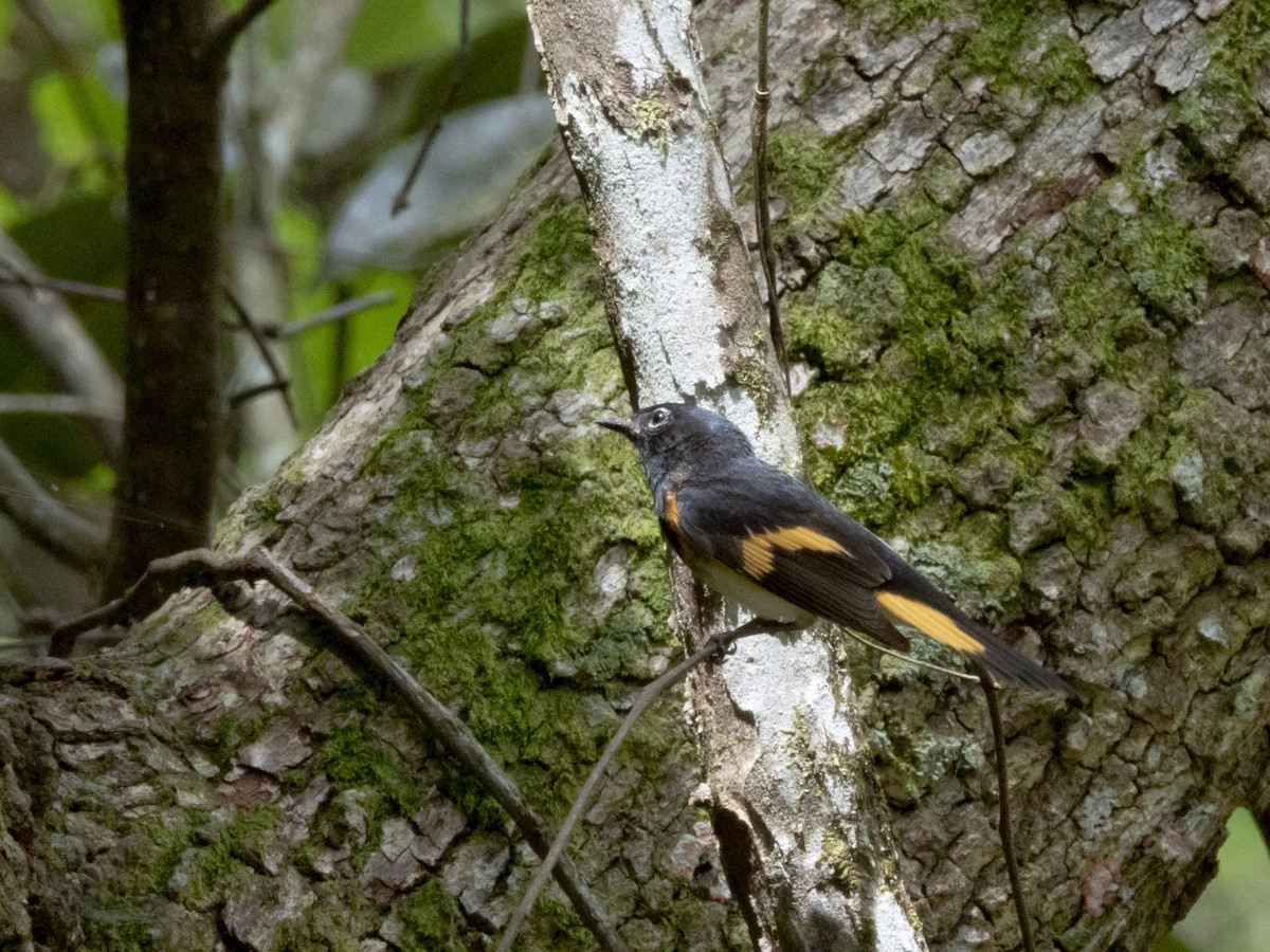 American Redstart - ML618097450