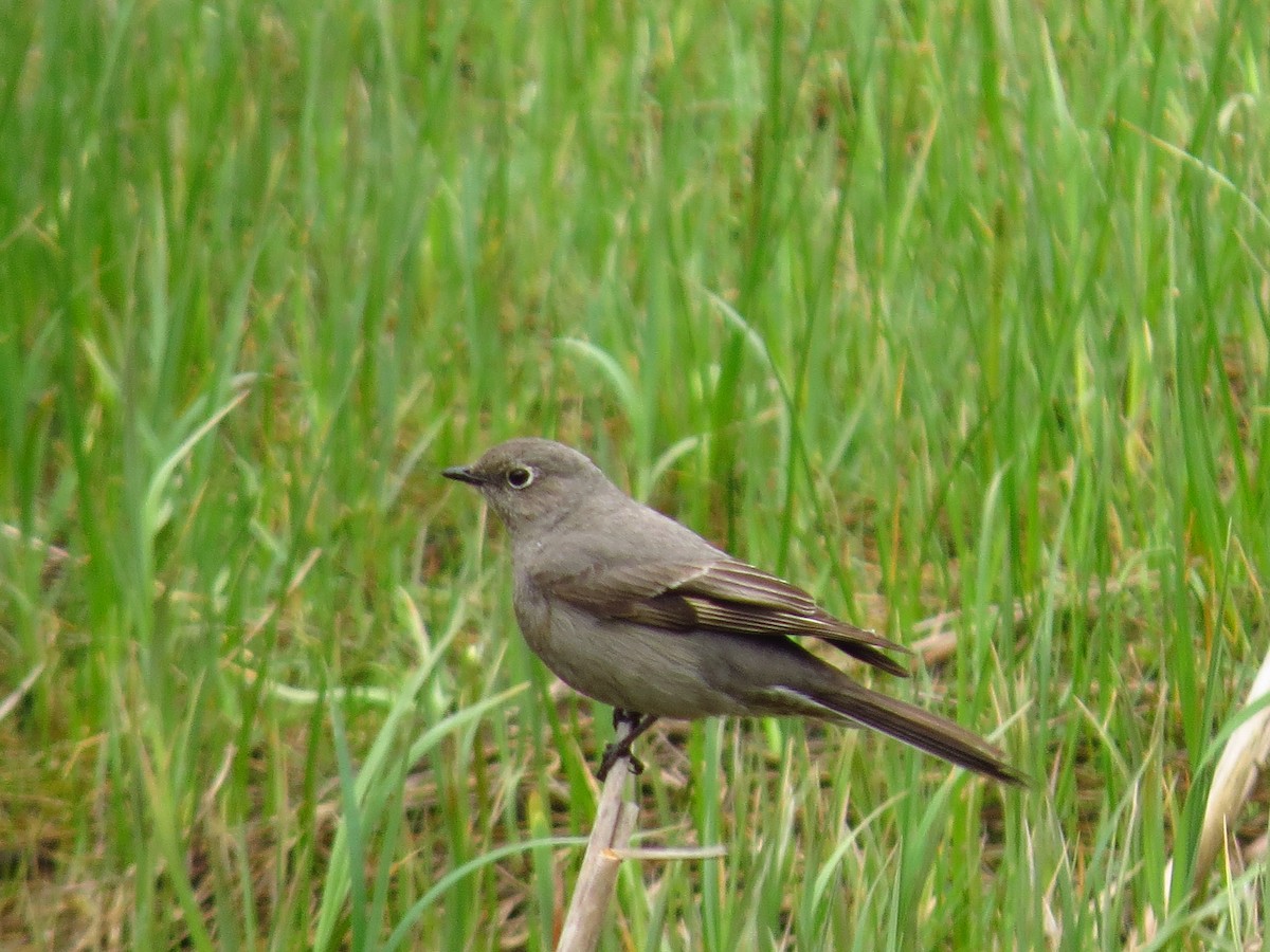 Townsend's Solitaire - ML618097453
