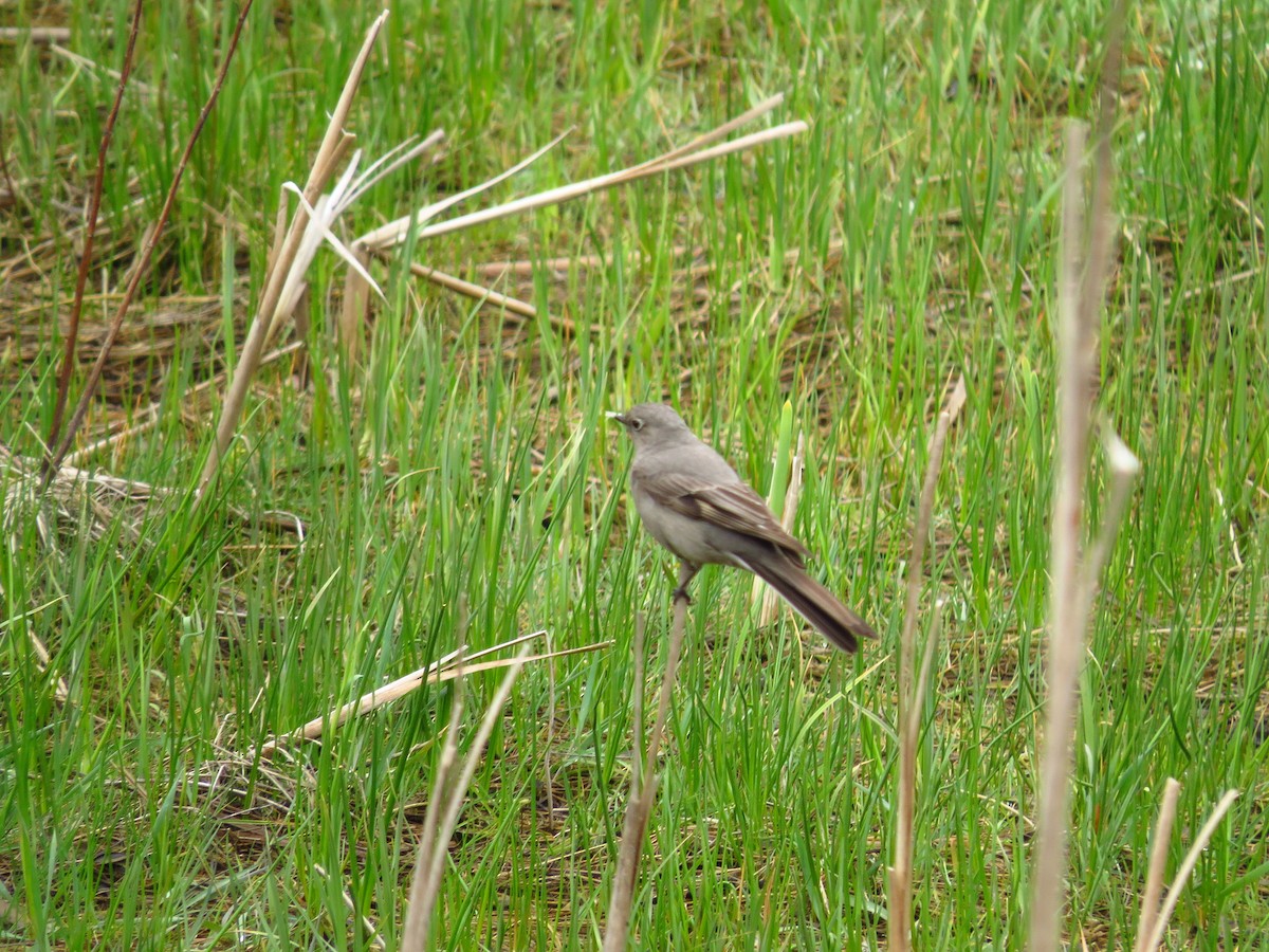 Townsend's Solitaire - ML618097454