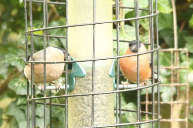 Eurasian Bullfinch - ML618097465