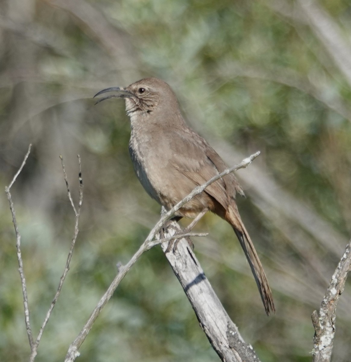 California Thrasher - ML618097466