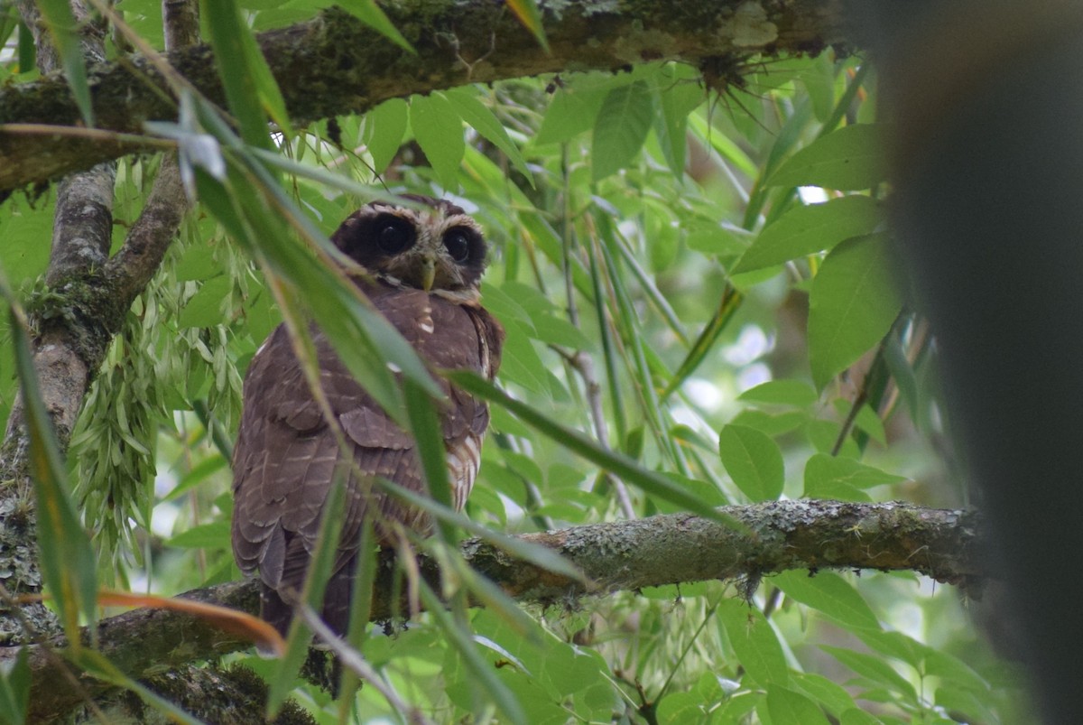 Band-bellied Owl - ML618097473