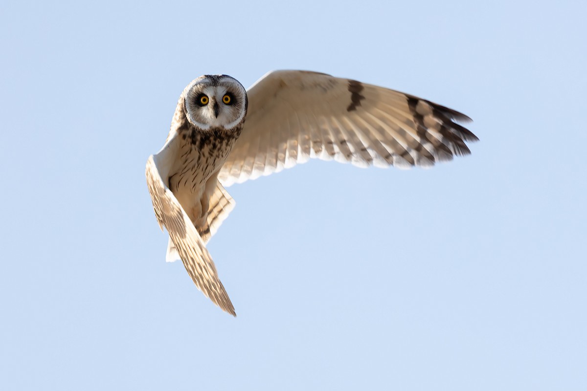 Short-eared Owl - Harald Dahlby