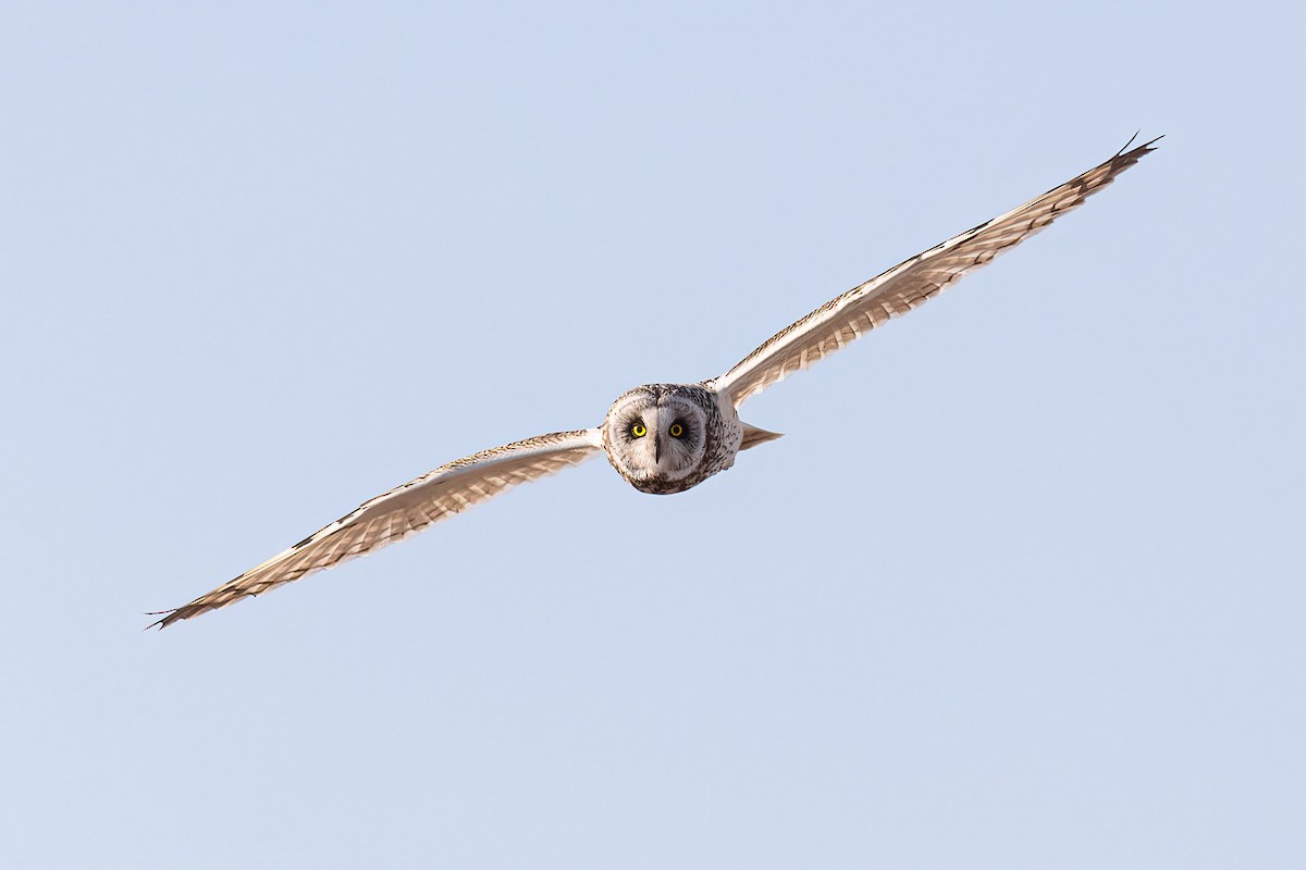 Short-eared Owl - Harald Dahlby
