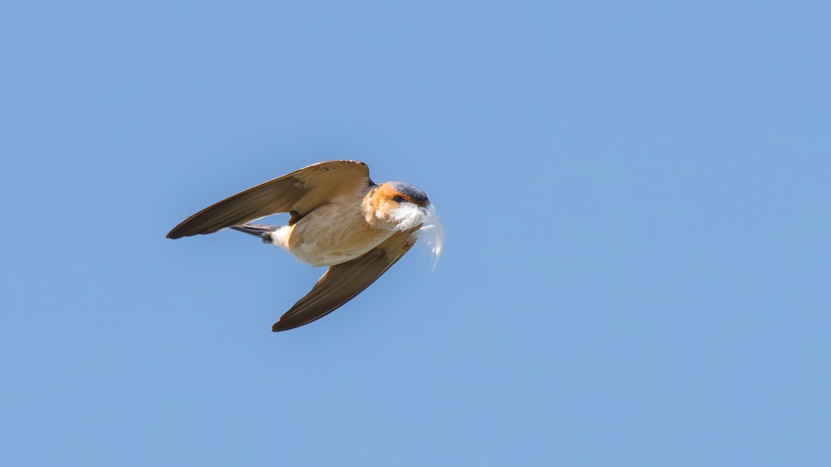 Red-rumped Swallow (Red-rumped) - Fernando Portillo de Cea