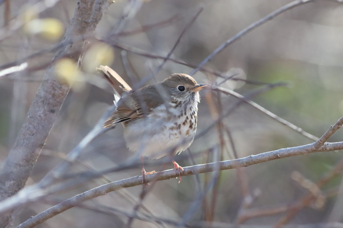 Hermit Thrush - David Currie