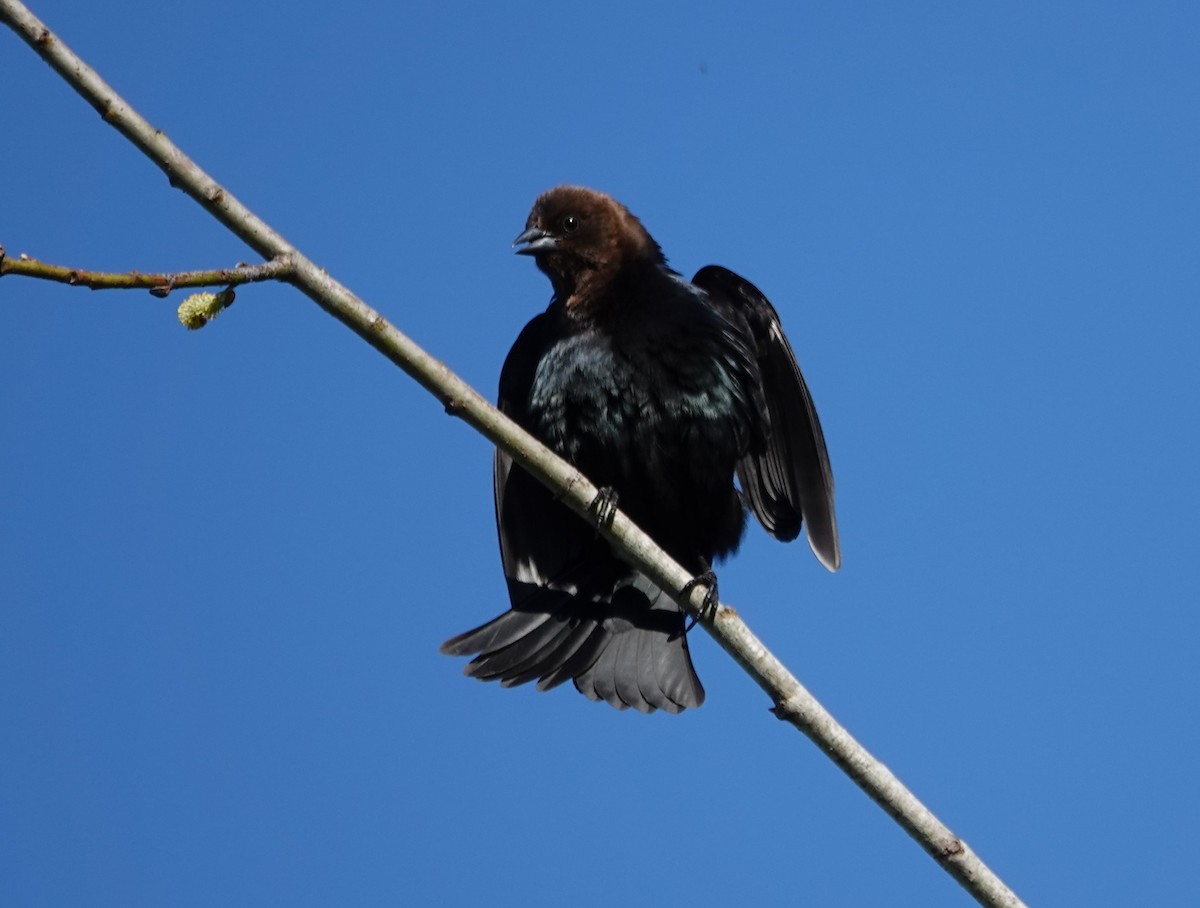 Brown-headed Cowbird - ML618097497