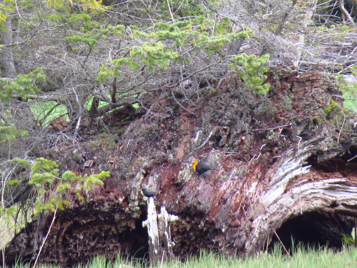 Yellow-headed Blackbird - ML618097507