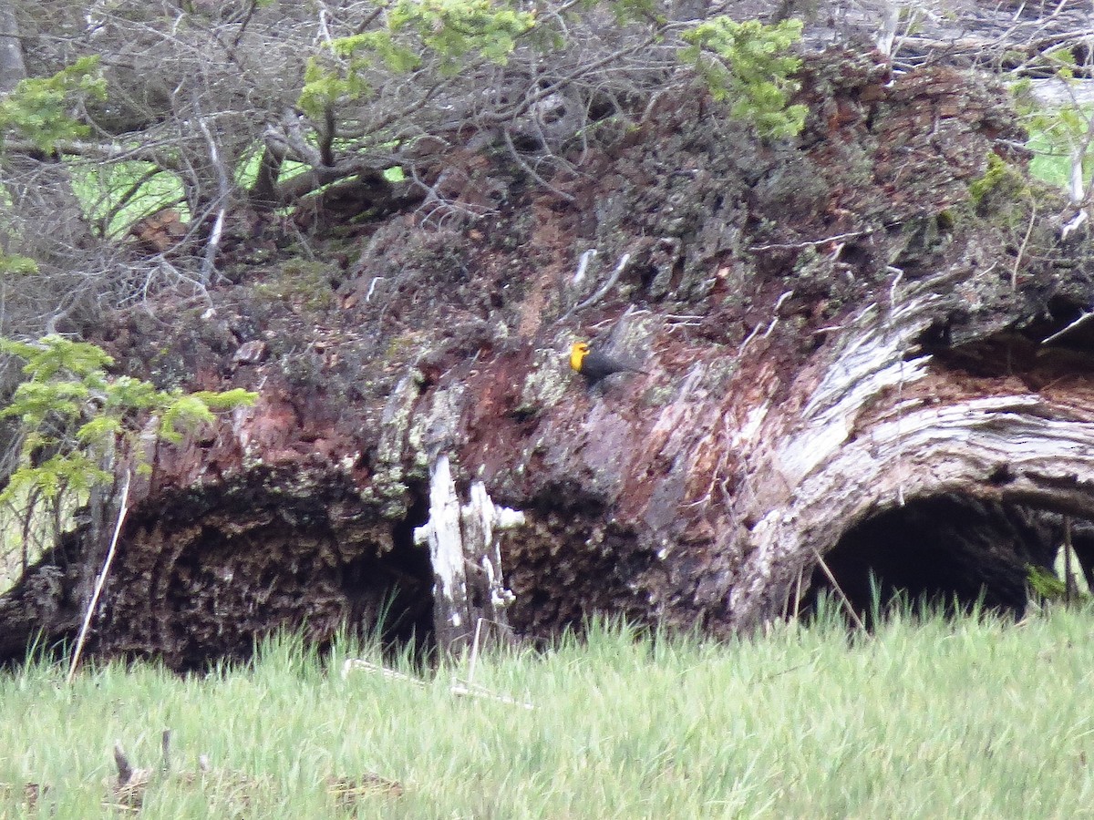 Yellow-headed Blackbird - ML618097508