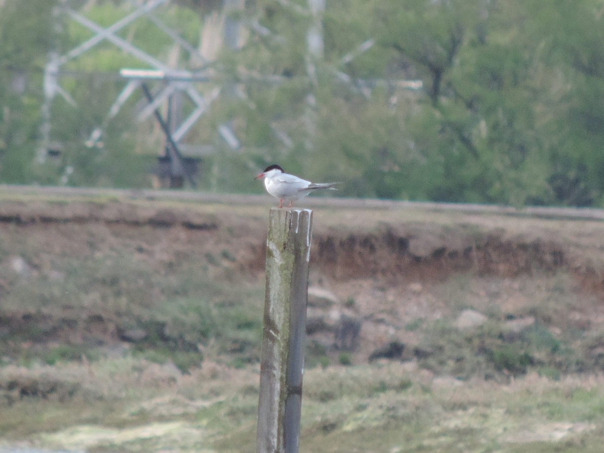 Common Tern - Bruno Kovács Gómez