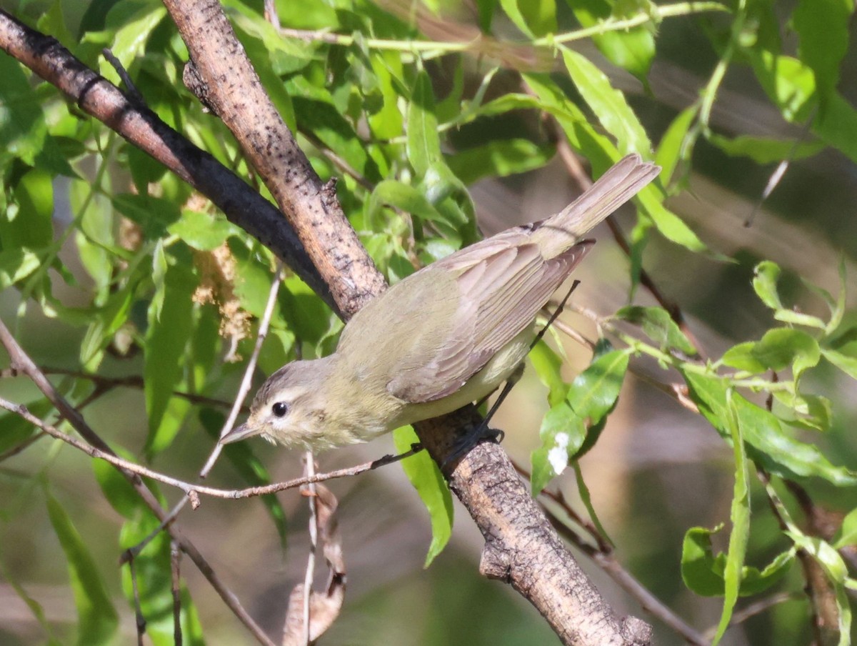 Warbling Vireo - Greg Cross