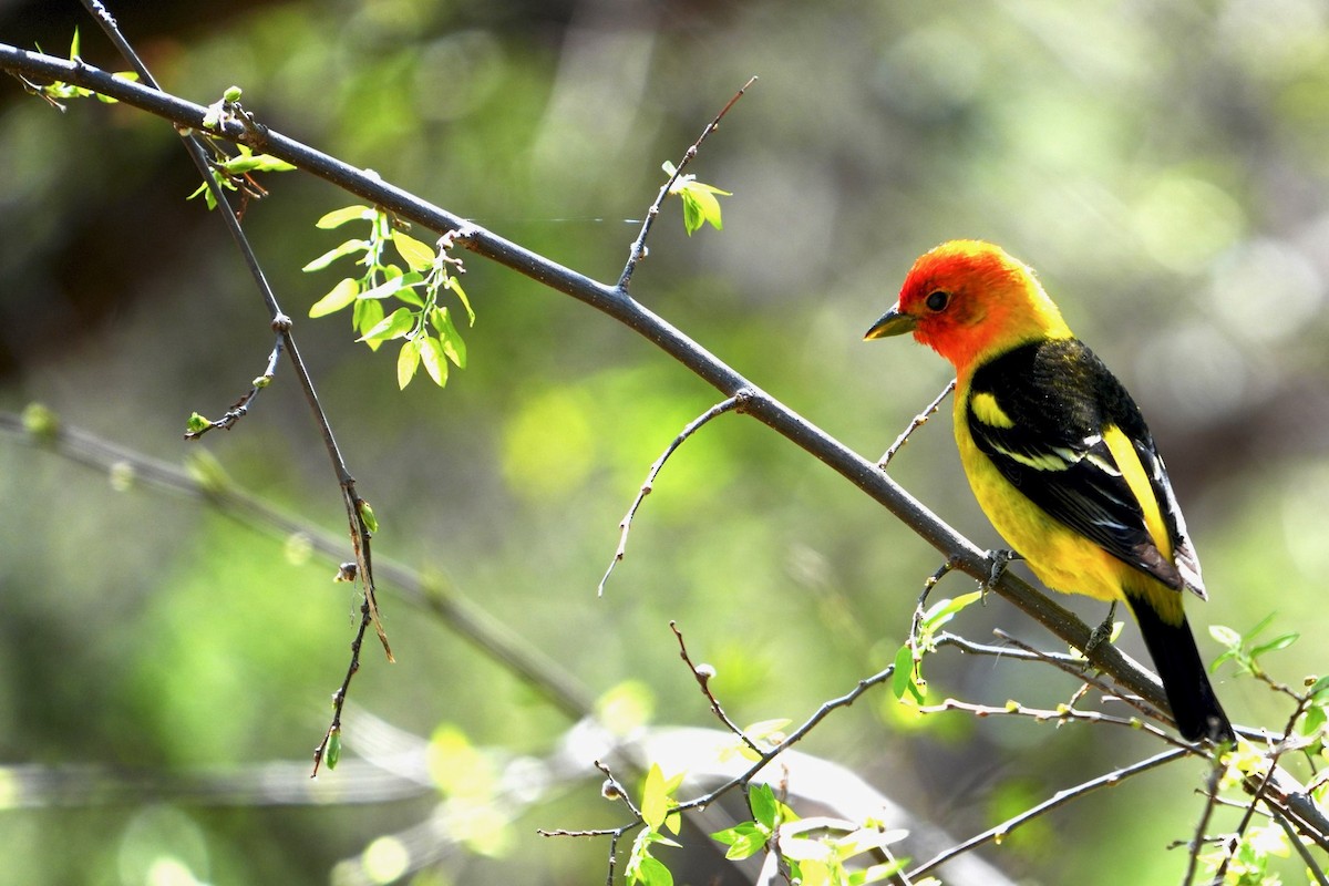 Western Tanager - ML618097568