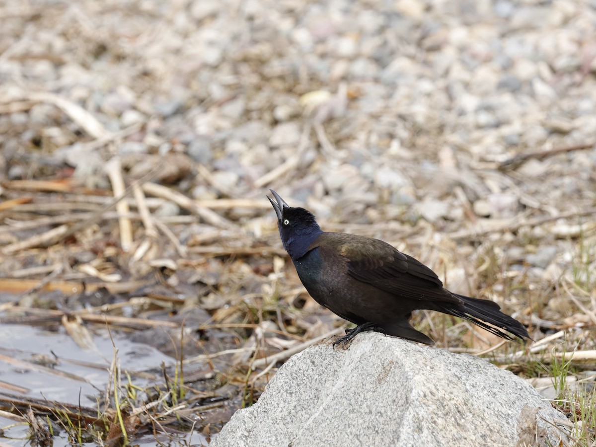 Common Grackle - Aiden Kenefick