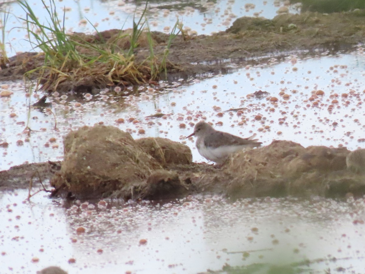 Temminck's Stint - ML618097574