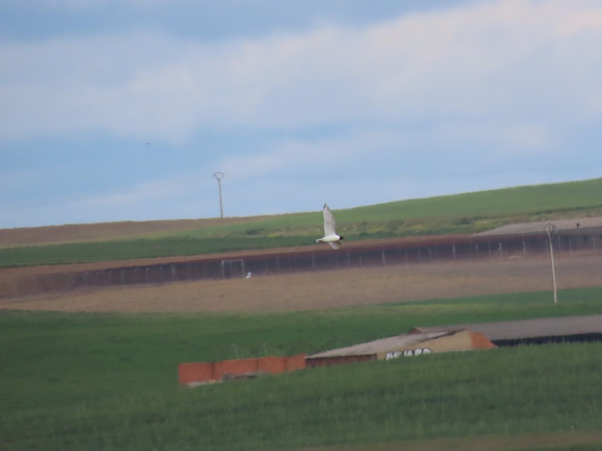 Hybride Mouette rieuse x M. mélanocéphale - ML618097580